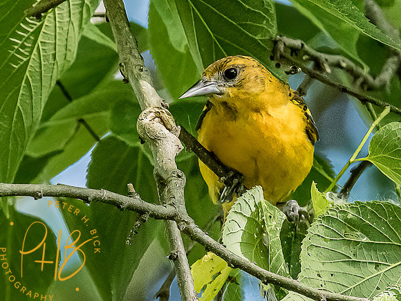 -Indiana Birds and Wildlife 2022 5678-Edit-Edit