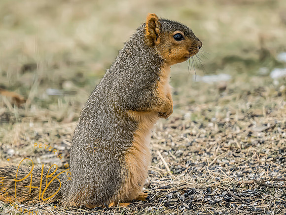 Indiana Birds and Wildlife 2025 1644-Edit-topaz-focus