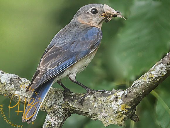 Indiana Birds and Wildlife 2025 8228-Edit-Edit