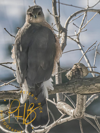 Indiana Birds and Wildlife 2025 1481-Edit-topaz-focus
