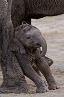 0045Africa 08 4706