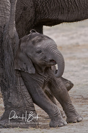 0045Africa 08 4706