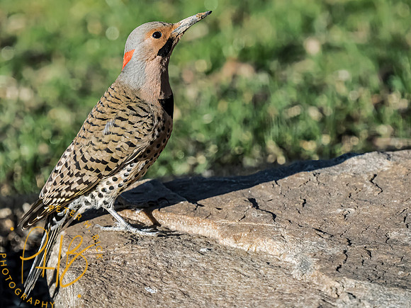 Indiana Birds and Wildlife 2024 2083-Edit