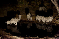 0048Africa 08 7690