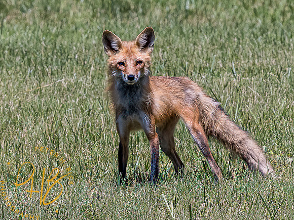 -Indiana Birds and Wildlife 2022 6397-Edit-Edit
