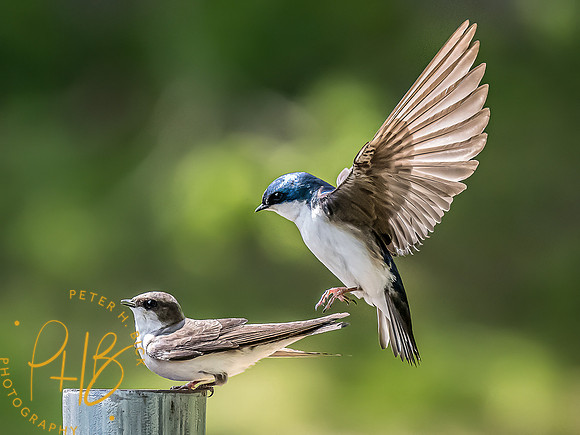 -Indiana Birds and Wildlife 2022 4361-Edit-Edit