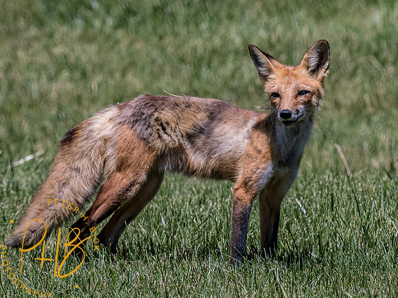-Indiana Birds and Wildlife 2022 6435-Edit-Edit