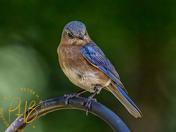 -Indiana Birds 2020 11114-Edit-Edit