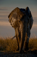 0046Africa 08 6073