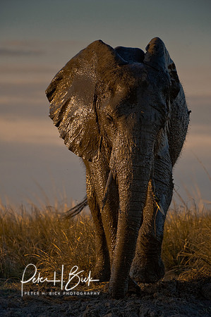 0046Africa 08 6073