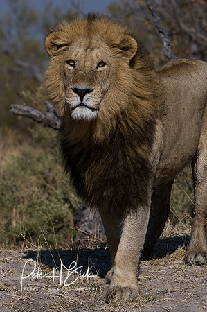 Africa 08 9793-2