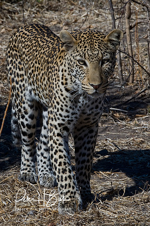 Africa 08 5222