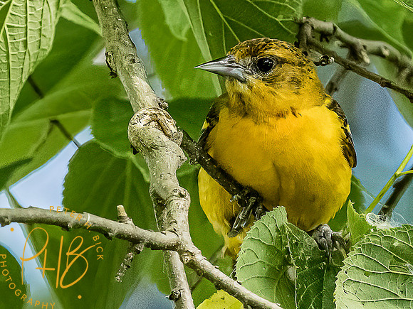-Indiana Birds and Wildlife 2022 5683-Edit-Edit