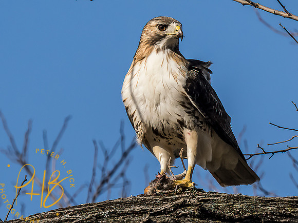 -Indiana Birds and Wildlife 2022 2808-Edit-Edit