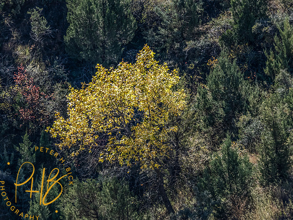 Yellowstone Trip 9-2023 0149-Edit-Edit