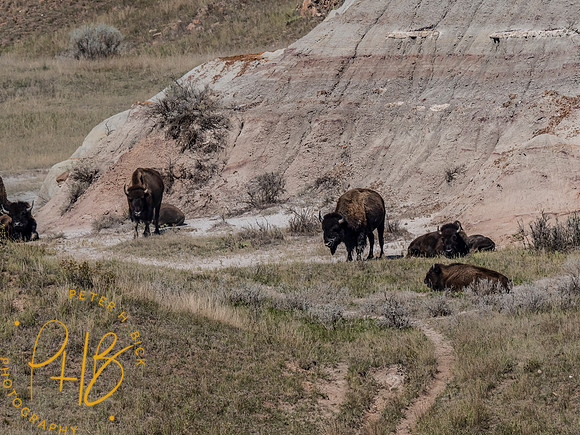 Yellowstone Trip 9-2023 0228-Edit