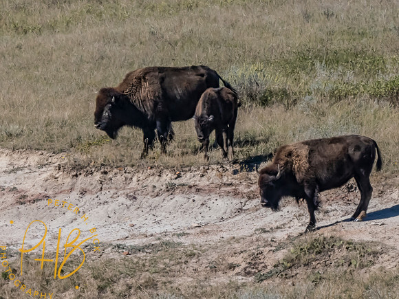 Yellowstone Trip 9-2023 0231-Edit