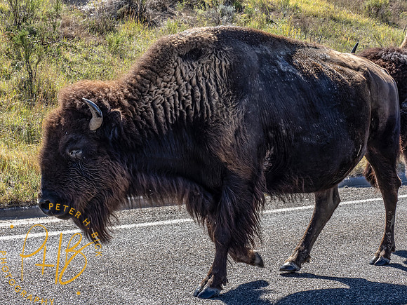 Yellowstone Trip 9-2023 0255-Edit
