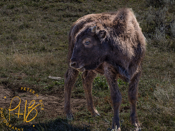 Yellowstone Trip 9-2023 0279-Edit