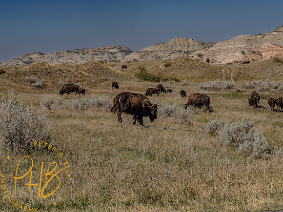 Yellowstone Trip 9-2023 0285-Edit