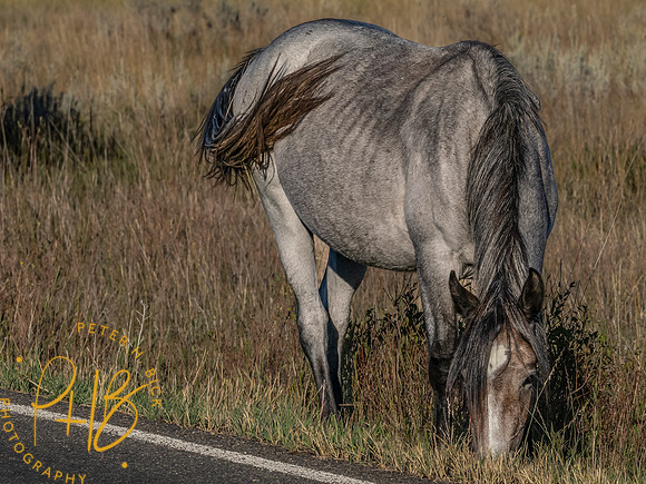 Yellowstone Trip 9-2023 0351-Edit