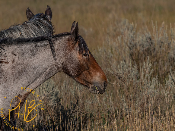 Yellowstone Trip 9-2023 0366-Edit