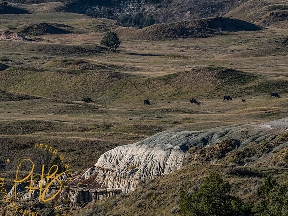 Yellowstone Trip 9-2023 0402-Edit