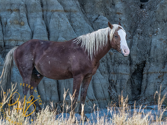 Yellowstone Trip 9-2023 0435-Edit