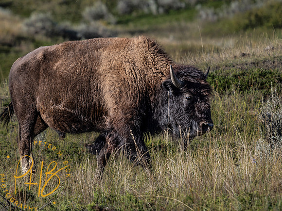 Yellowstone Trip 9-2023 0479-Edit