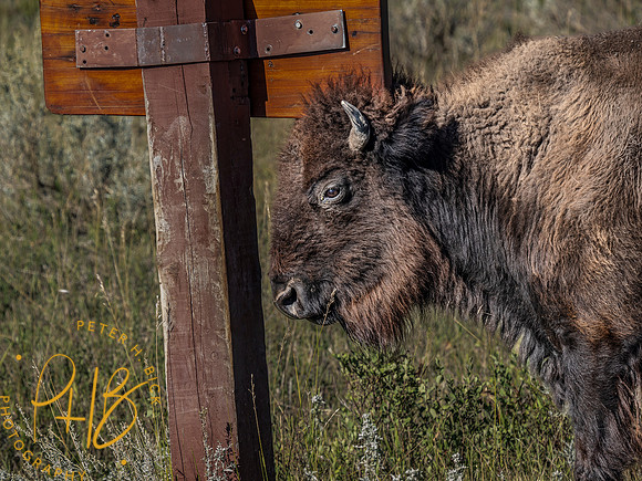 Yellowstone Trip 9-2023 0486-Edit