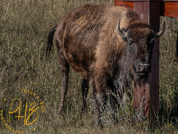 Yellowstone Trip 9-2023 0503-Edit