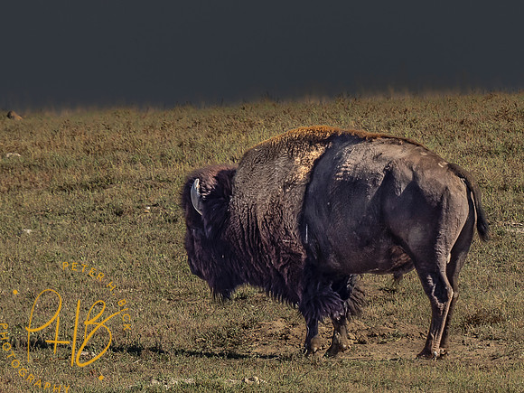 Yellowstone Trip 9-2023 0514-Edit