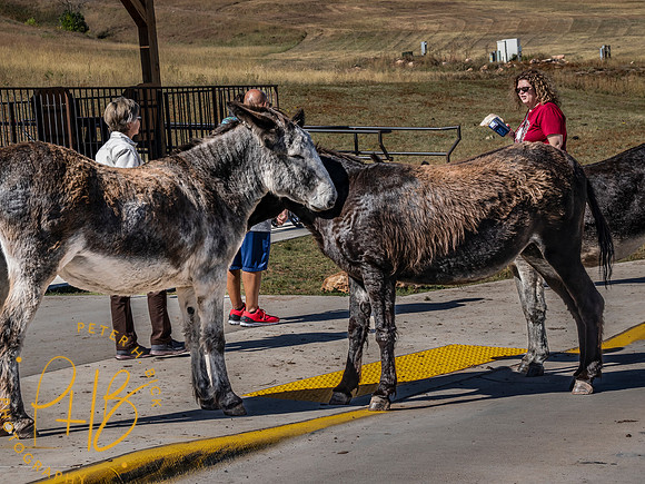 Yellowstone Trip 9-2023 0568-Edit