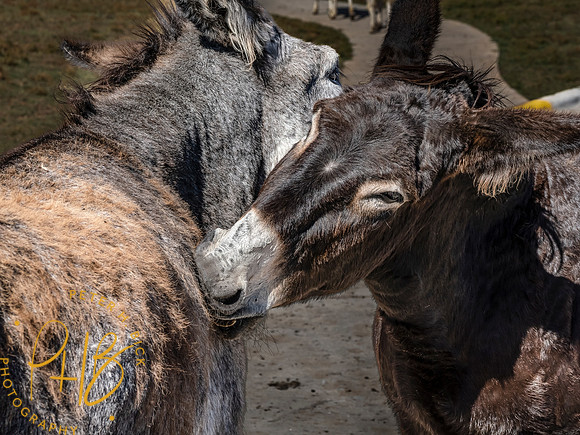 Yellowstone Trip 9-2023 0573-Edit