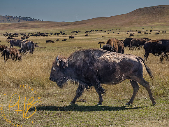 Yellowstone Trip 9-2023 0594-Edit