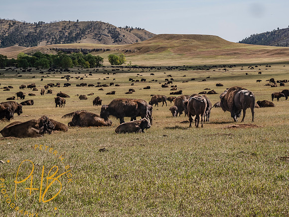 Yellowstone Trip 9-2023 0613-Edit