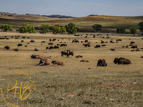 Yellowstone Trip 9-2023 0616-Edit