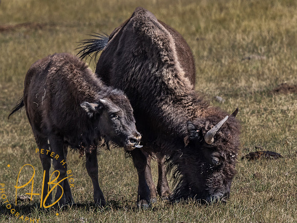Yellowstone Trip 9-2023 0625-Edit