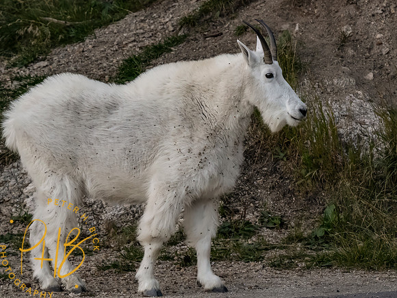 Yellowstone Trip 9-2023 0733-Edit