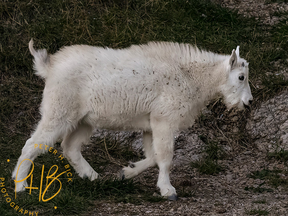 Yellowstone Trip 9-2023 0746-Edit