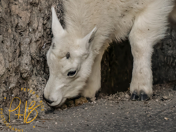 Yellowstone Trip 9-2023 0768-Edit