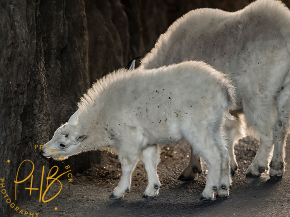 Yellowstone Trip 9-2023 0791-Edit