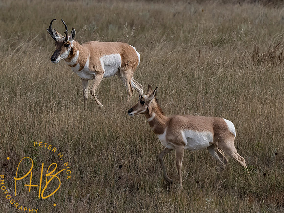 Yellowstone Trip 9-2023 0874-Edit