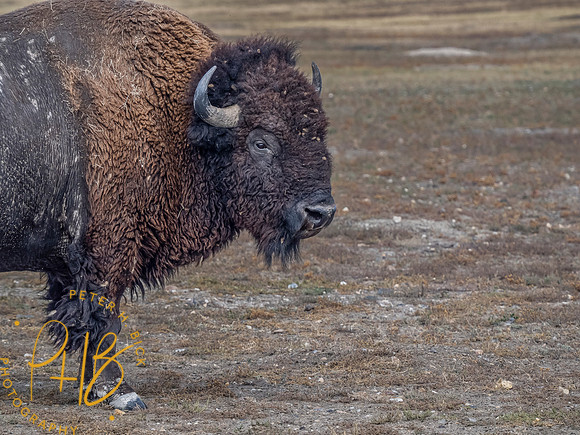 Yellowstone Trip 9-2023 0898-Edit
