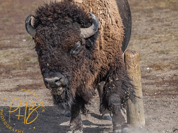 Yellowstone Trip 9-2023 0917-Edit