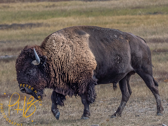 Yellowstone Trip 9-2023 0926-Edit