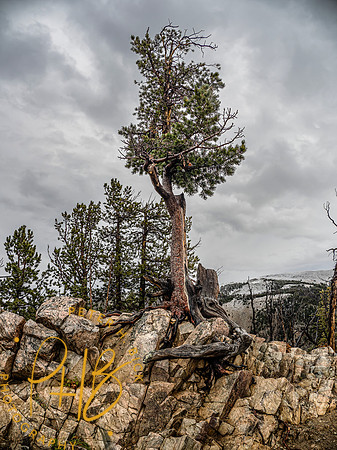 Yellowstone Trip 9-2023 1114-Edit