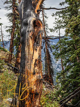 Yellowstone Trip 9-2023 1115-Edit