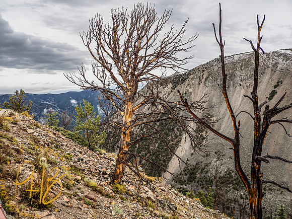 Yellowstone Trip 9-2023 1124-Edit