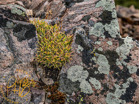 Yellowstone Trip 9-2023 1128-Edit